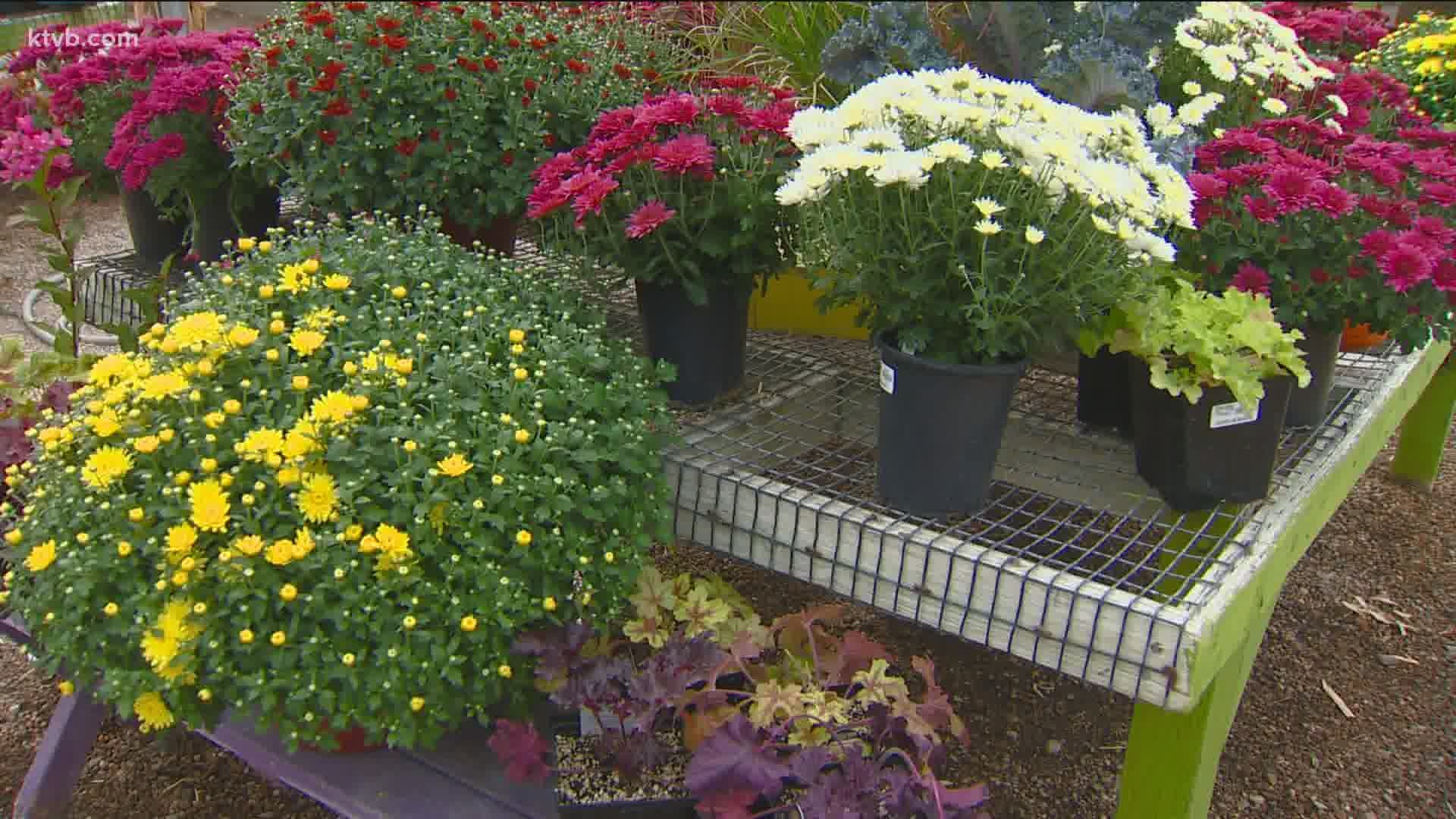 As the weather gets colder, here's how you can keep some color in your yard well into the fall.