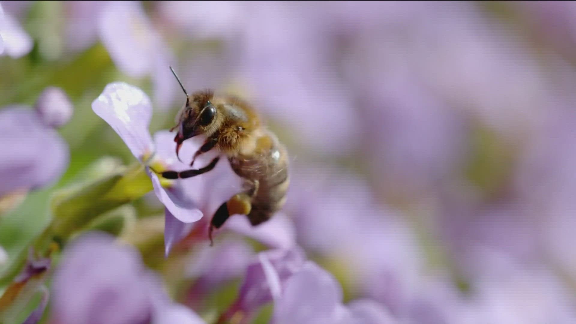 Here's all the buzz about honeybees