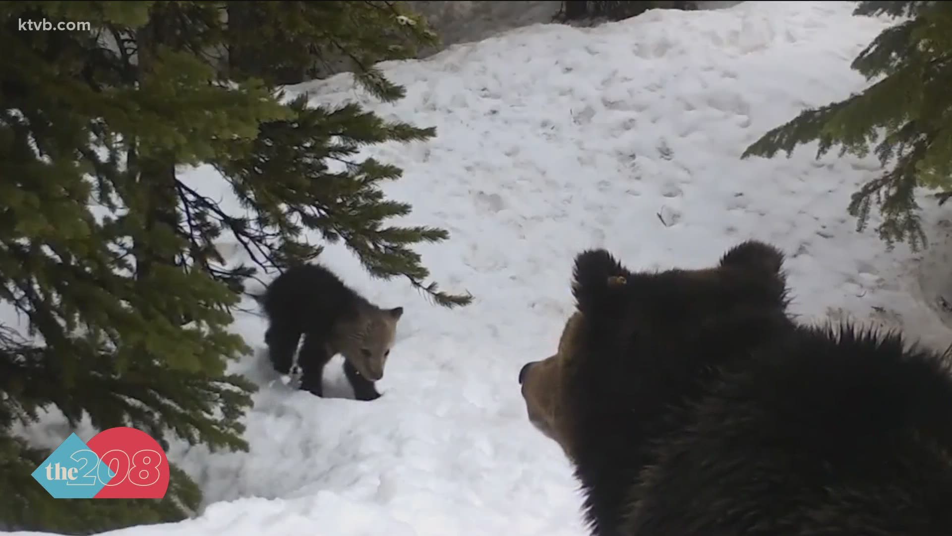 "The antics of these three cubs playing together was too cute not to share," the Idaho Department of Fish and Game said.