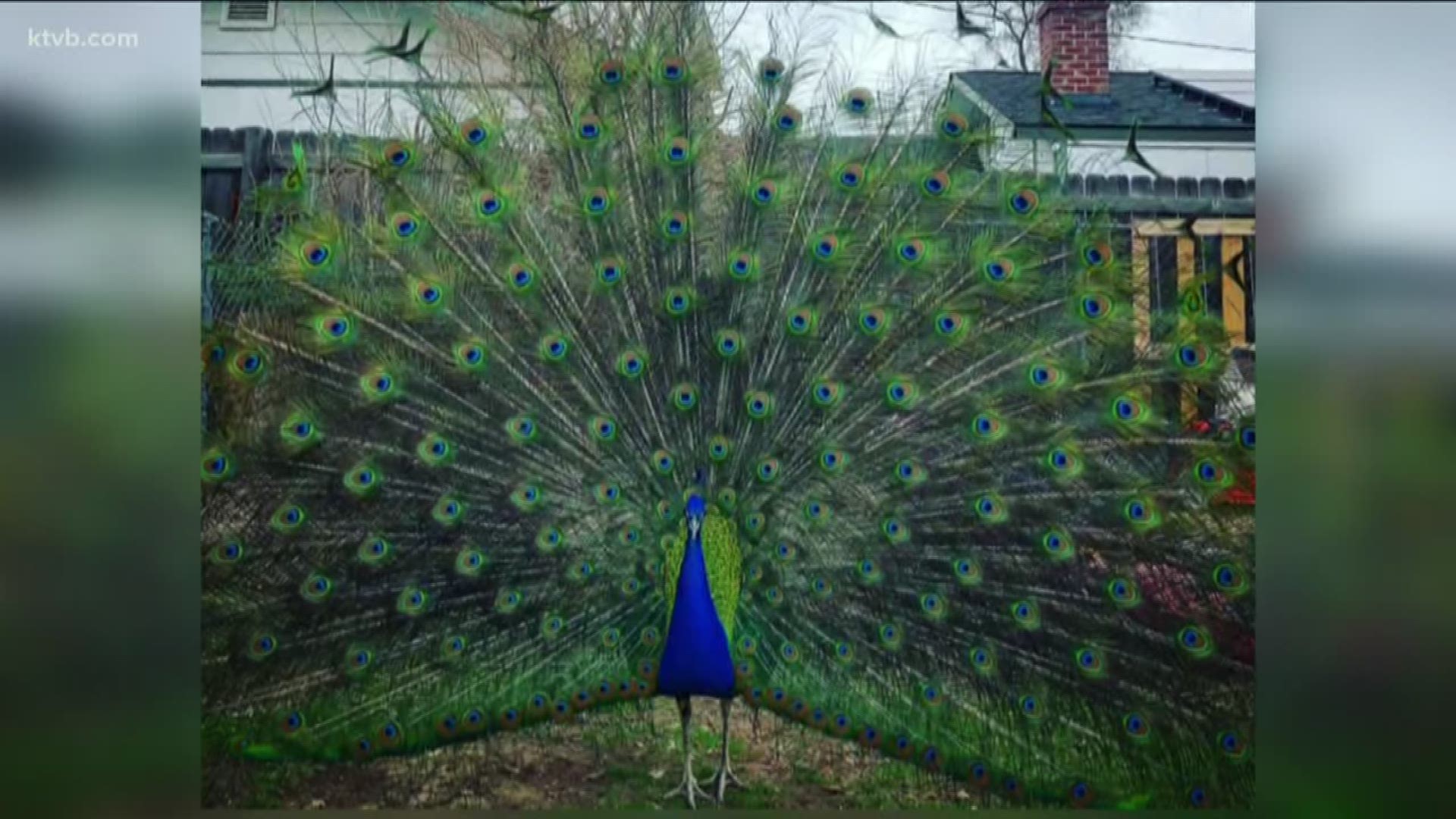 Residents say they've seen several wild peacocks roaming the neighborhood, but where they came from is a mystery.