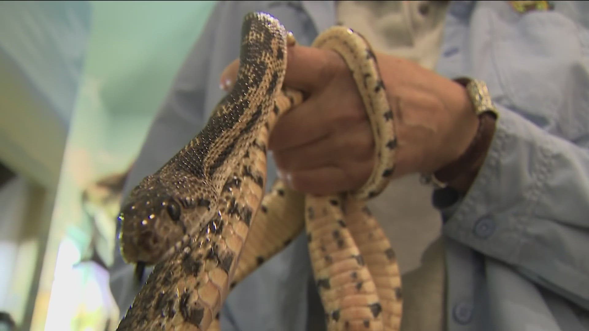 In only one week, two Idaho children were bitten by rattlesnakes - a 13-year-old boy from Featherville and a 9-year-old girl from Idaho Falls while she was swimming.