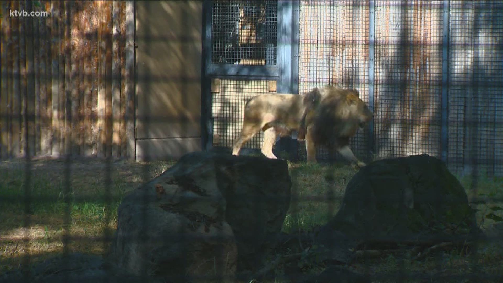 Revan the lion makes his debut at Zoo Boise.