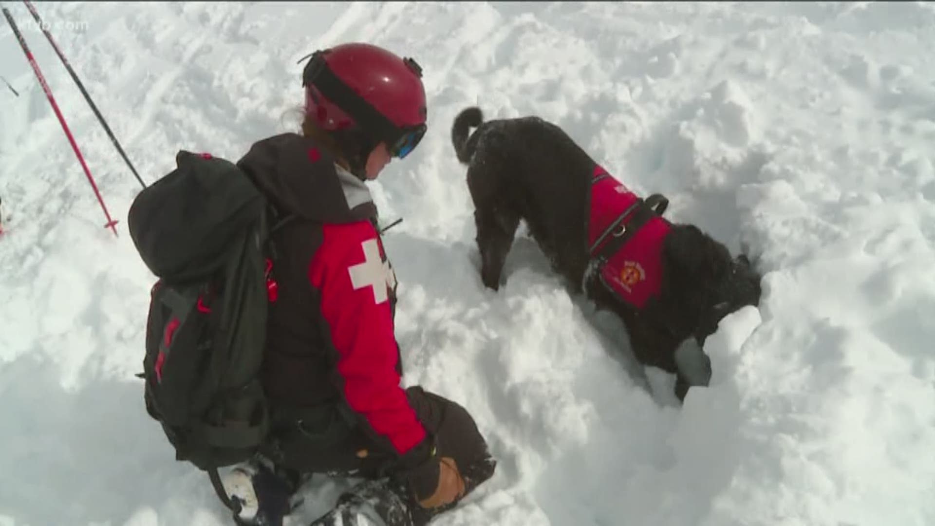 Blaze and Kobi and their avalanche teams constantly train for the worst, but for the dogs, rescuing people is all part of a game.