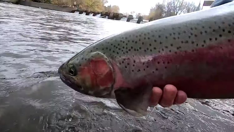 More steelhead to be stocked in Boise River