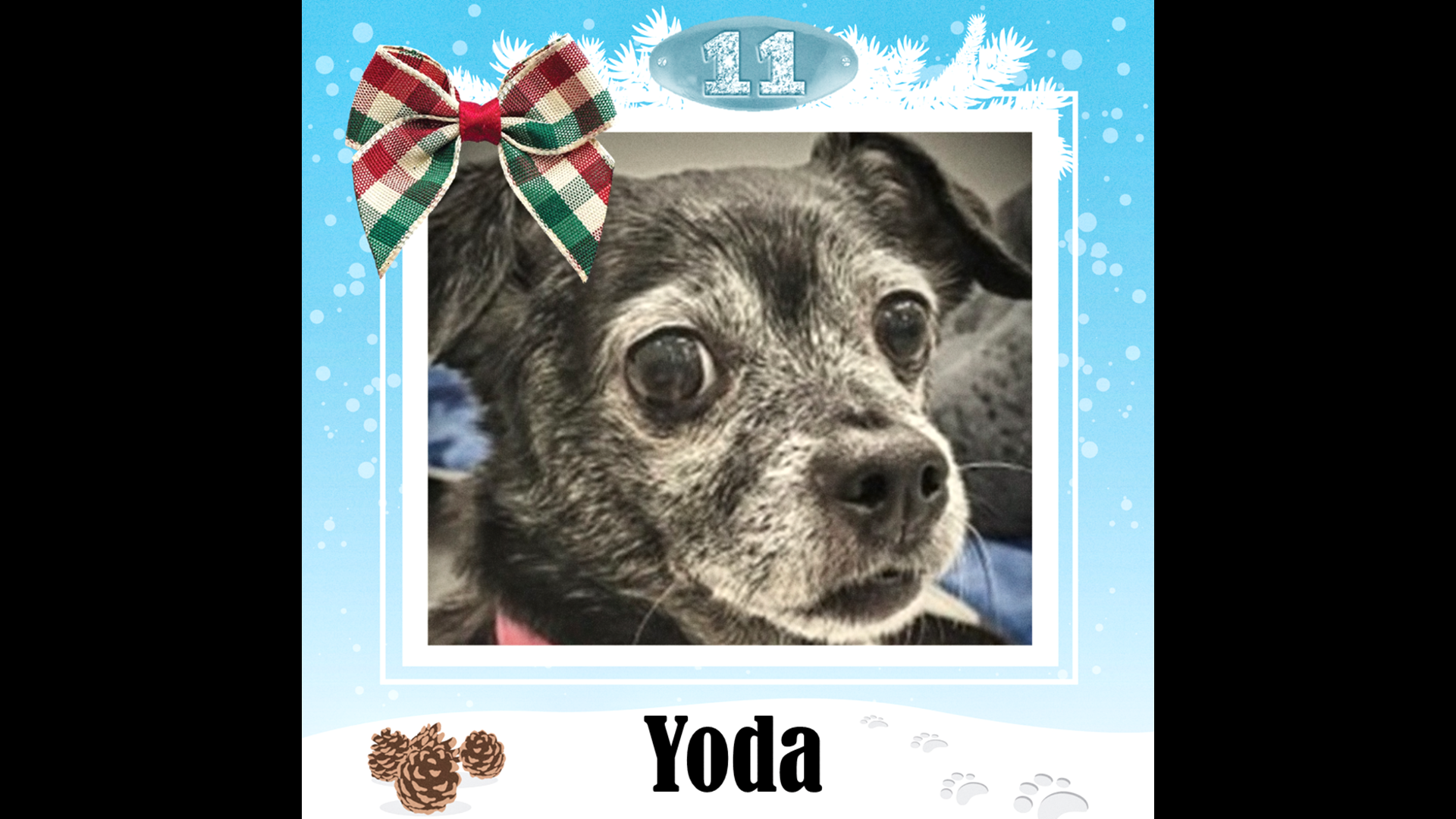 Yoda is a 9-year-old female who is looking for a quiet forever home for cuddles and warmth.