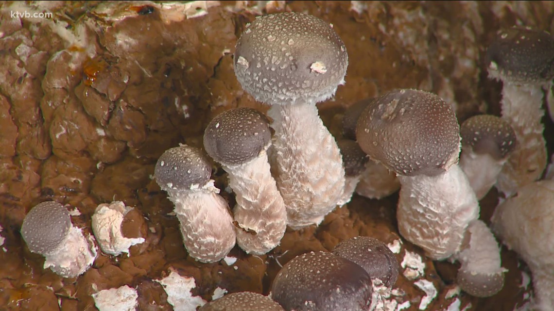 You Can Grow It Idaho entrepreneur mushroomgrowing kit