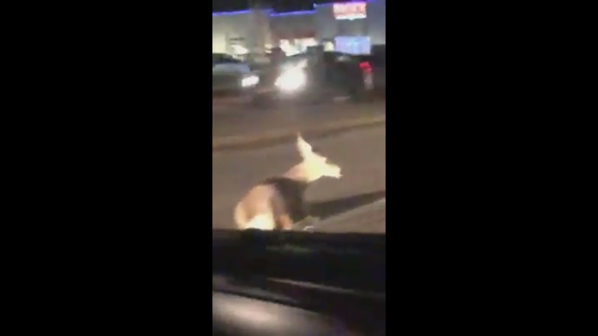 This deer caught the attention of drivers Wednesday night.
