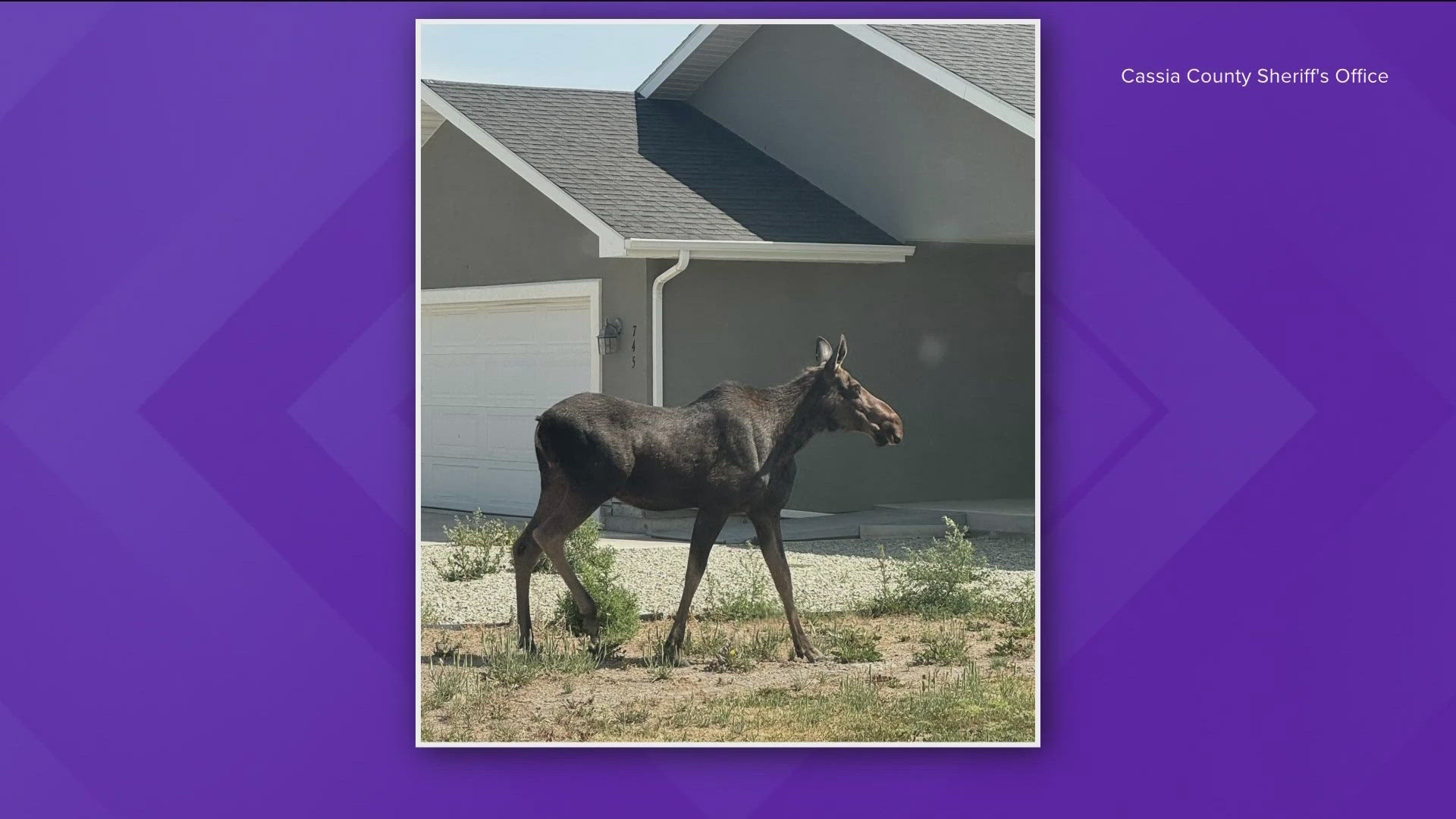 Idaho Fish and Game posted an update to the moose - it was safely relocated to a more suitable area. 