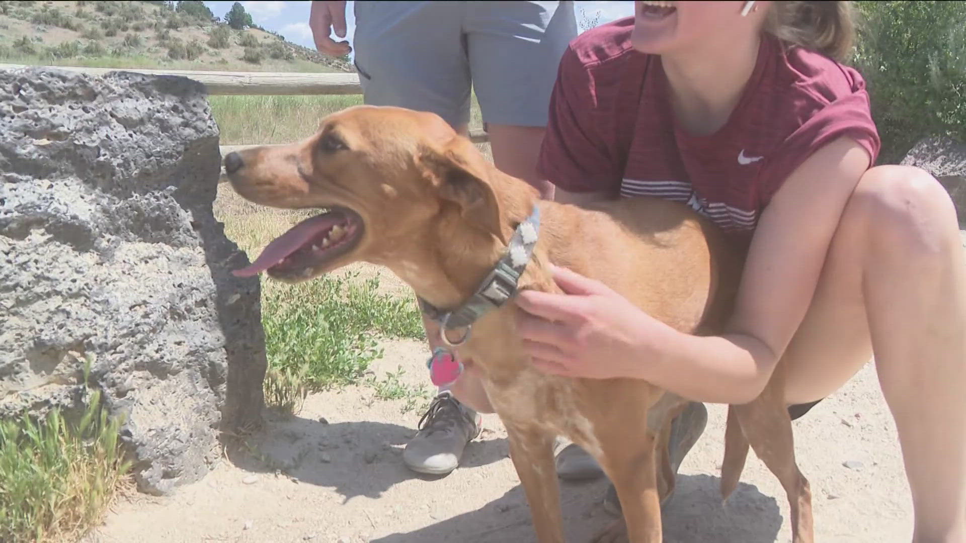 Vets say ticks are getting on pets at places like the greenbelt, the foothills, the river and even in people's yards. 