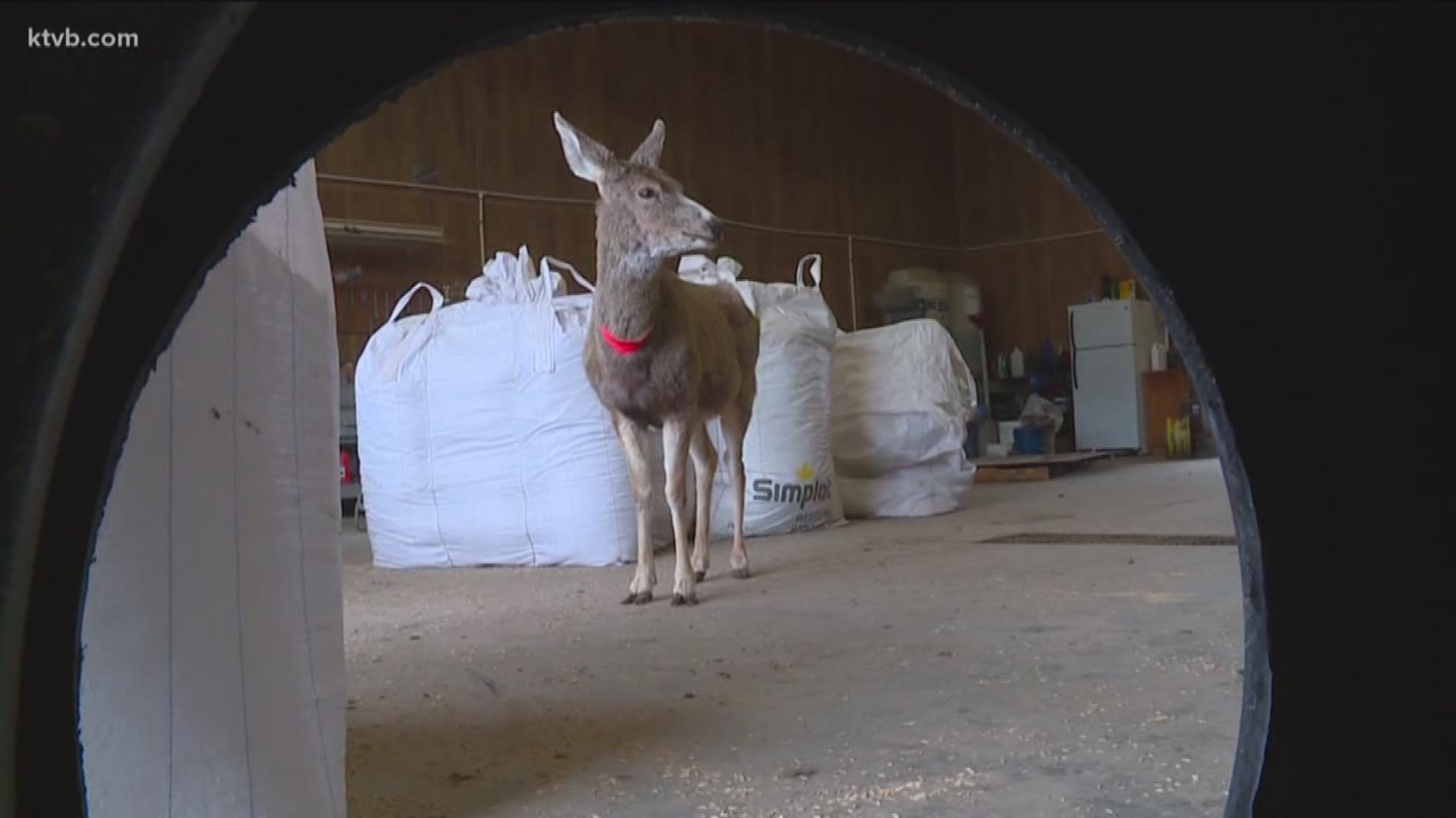 At Bar MB Ranches in Washington County, they feel blessed to have a pet deer. However, they wouldn't recommend it to others.