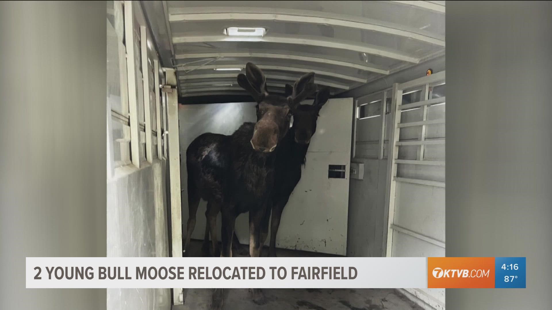 Fish and Game made the decision to remove the moose in the interest of public safety, relocating them on Monday to an area north of Fairfield, near Couch Summit.