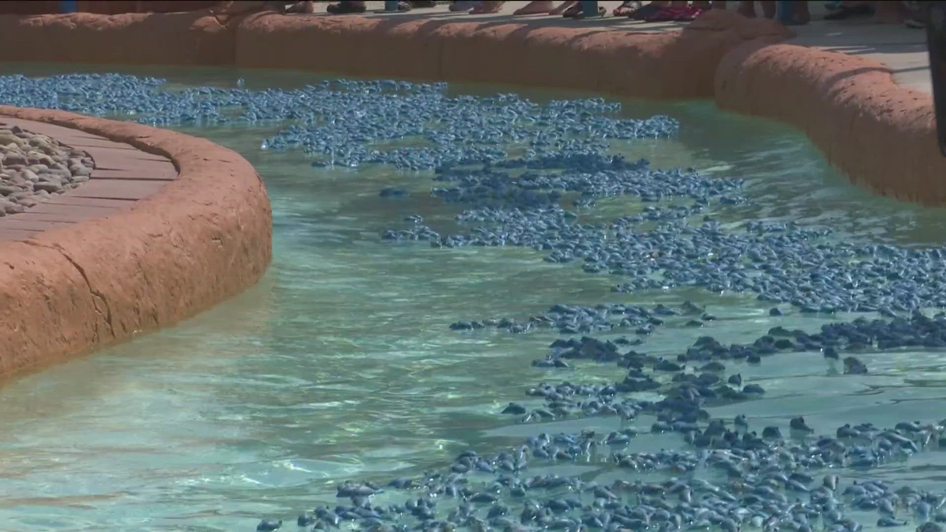 The race of 10,000 toy dolphins through Roaring Springs has been making a splash for 24 years