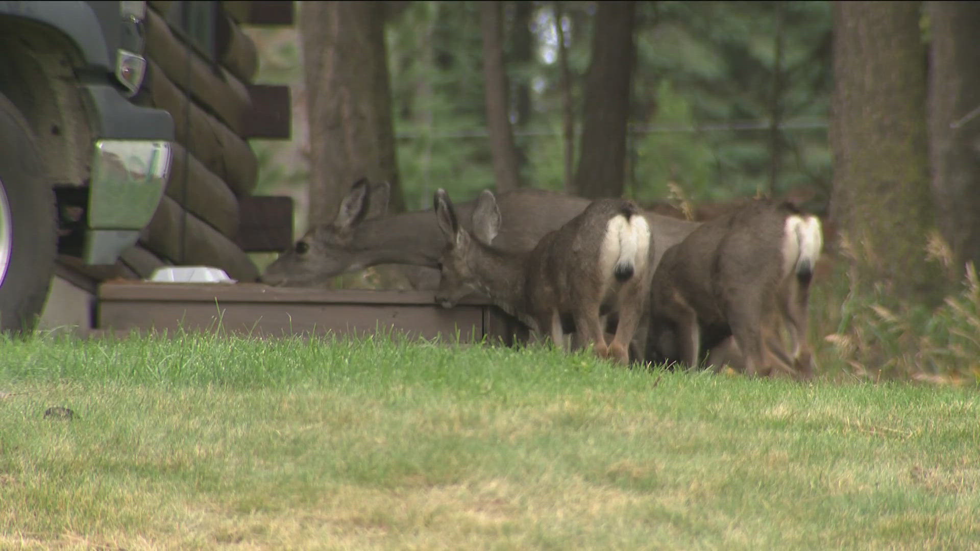 Idaho Department of Fish and Game said maintaining wildlife naturally is the goal, but an emergency feeding policy is in place to protect elk and deer populations.