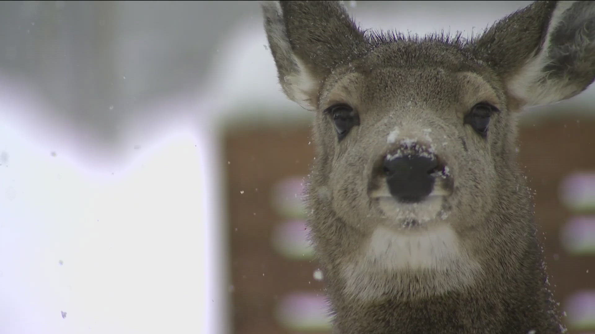 Idaho Fish and Game rewriting wildlife management plans | ktvb.com