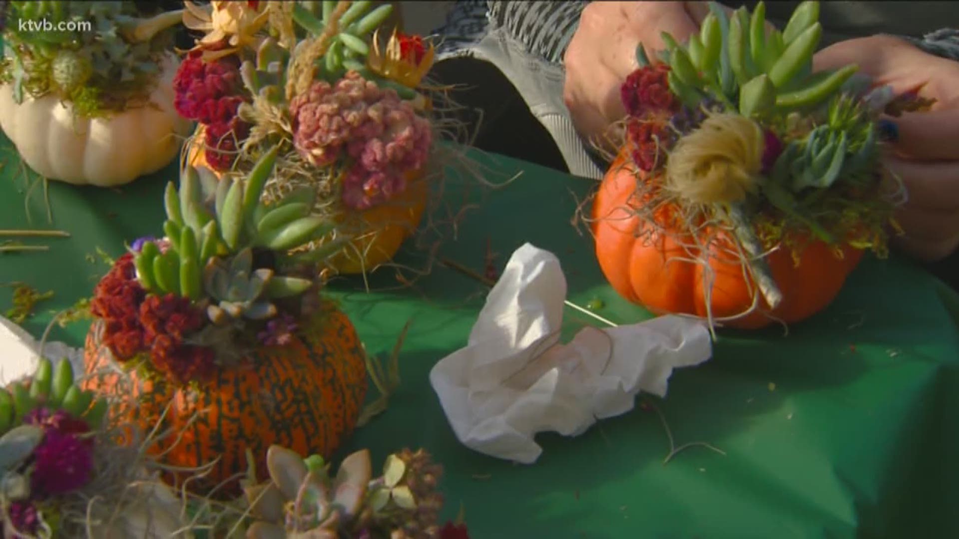 These pumpkins aren’t being carved into scary faces. Instead, they’re being turned into creative displays, using succulent plants and dried flowers.