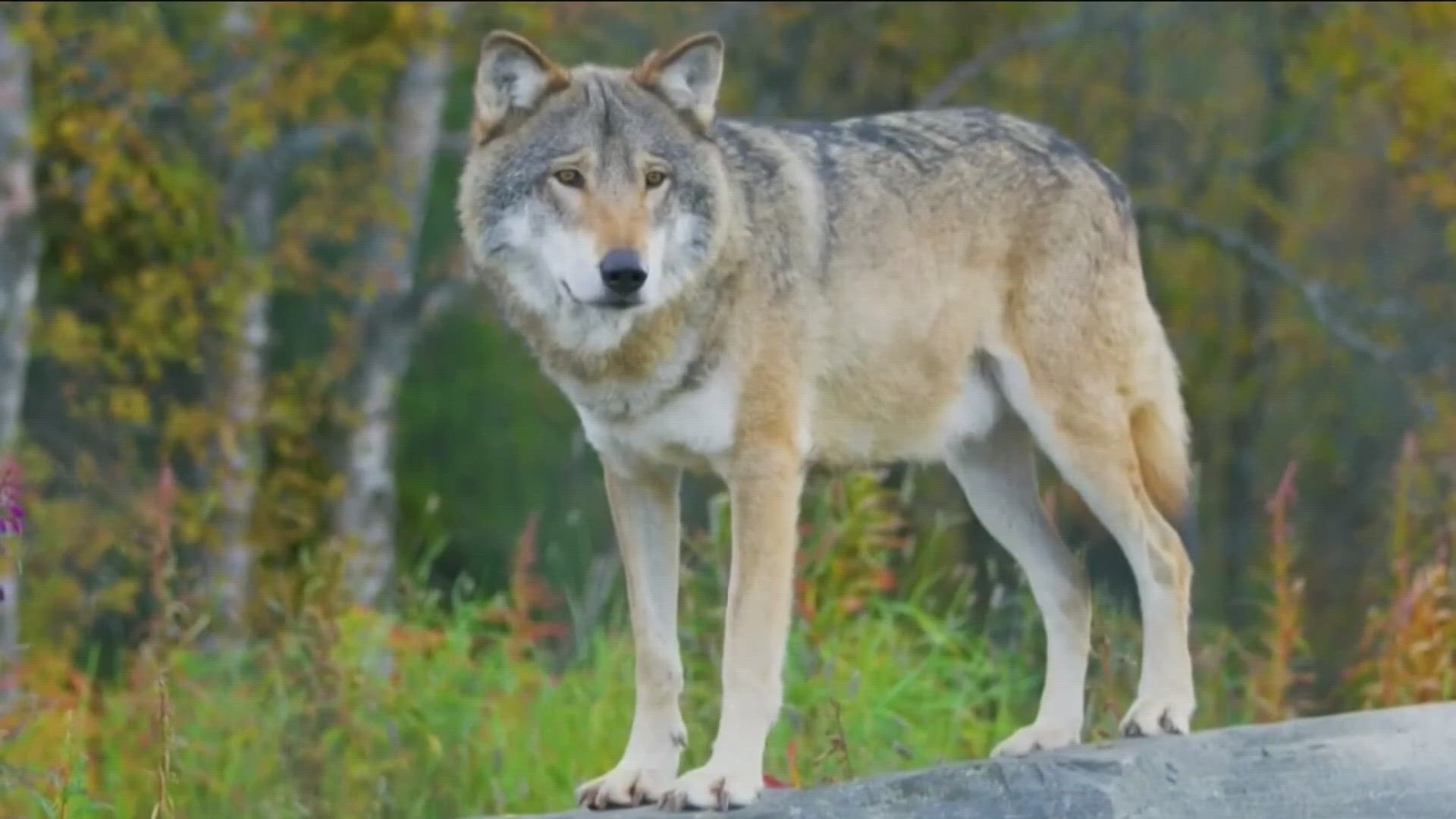 There are about 1,300 wolves in Idaho.