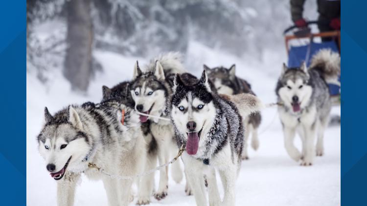 Idaho Sled Dog Challenge returns to McCall Winter Carnival