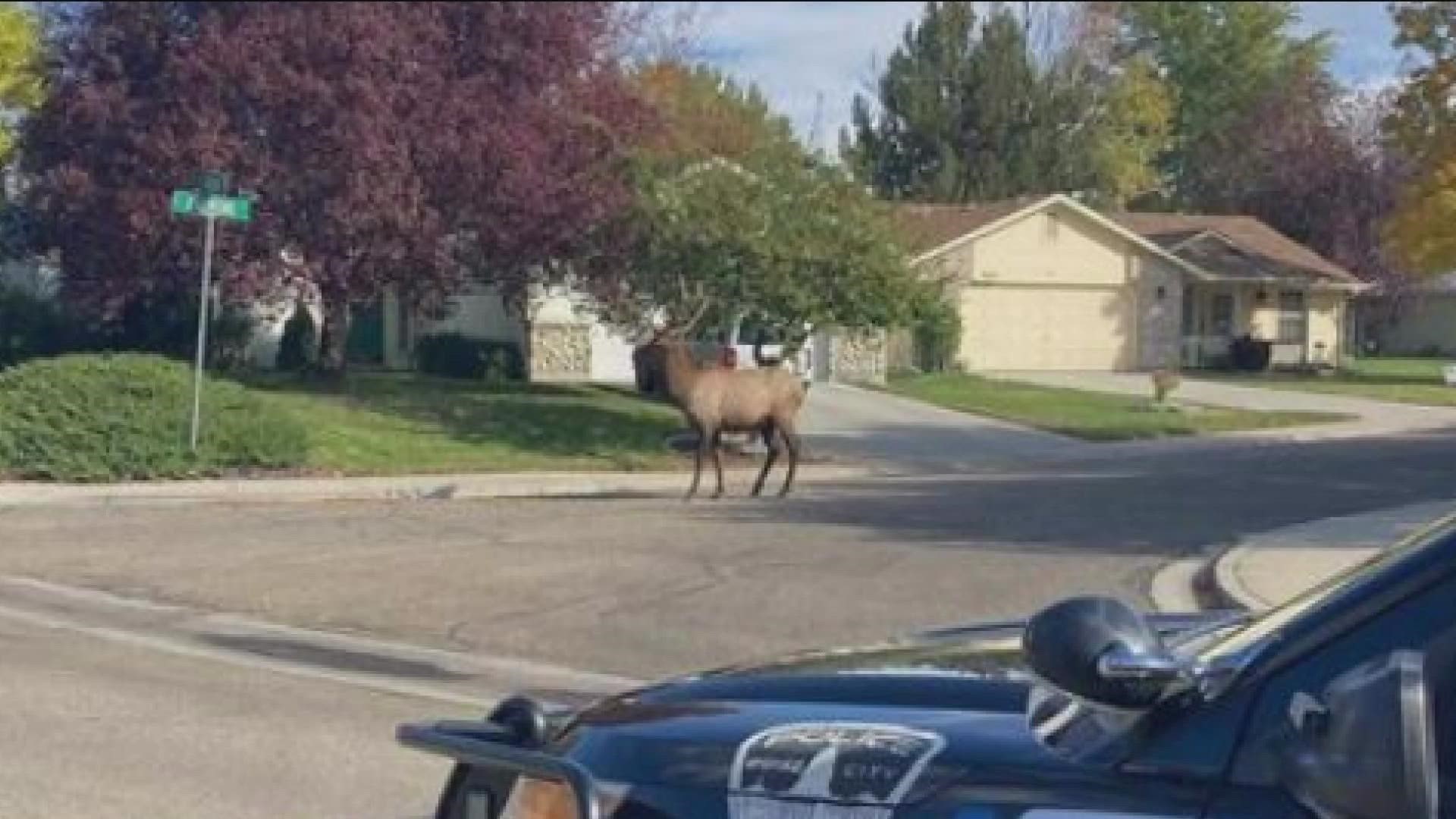 Officers with BPD and Fish and Game were able to safely relocate the elk back home.