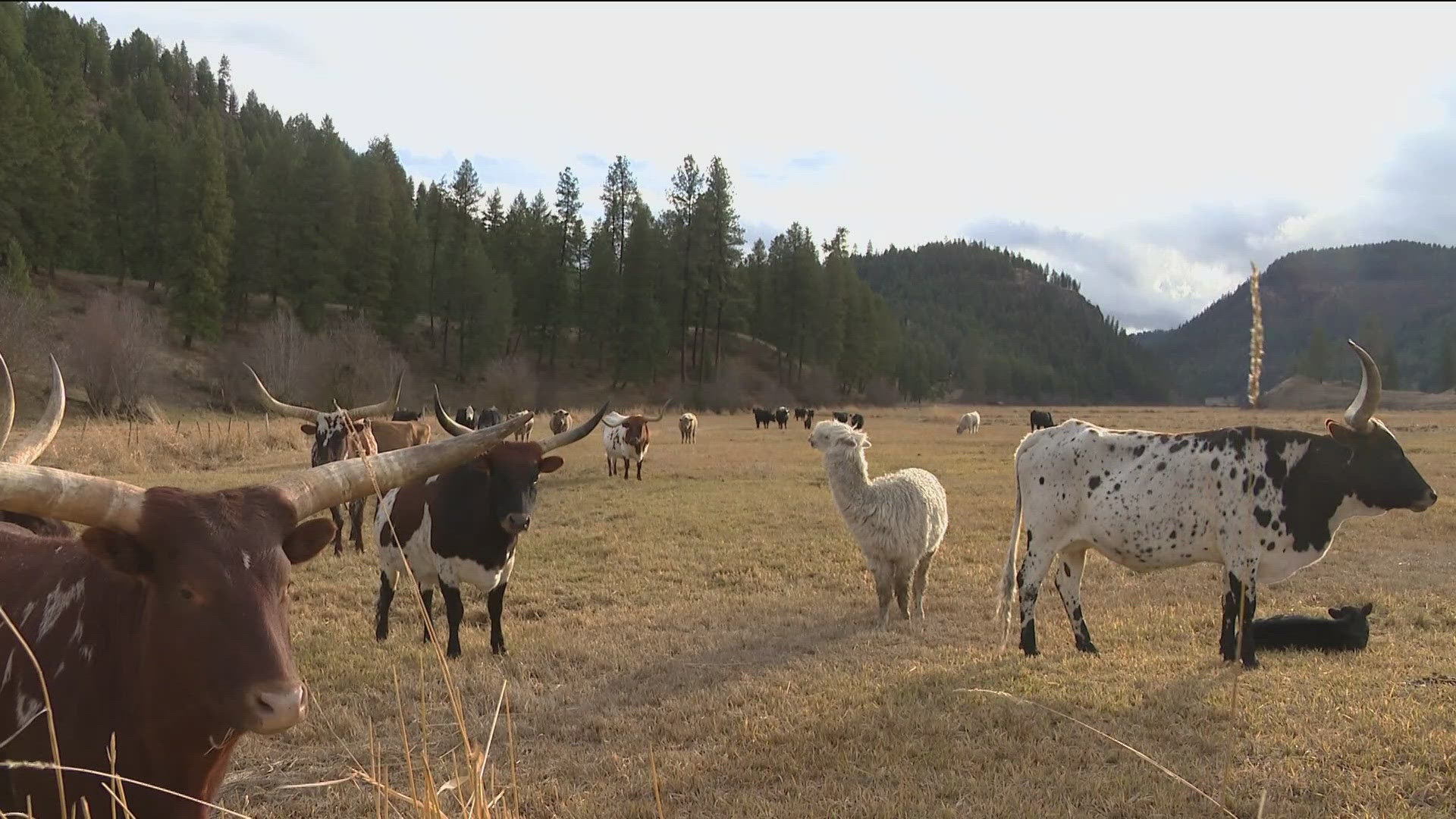 Washington ranchers are asking state leaders for change amid growing conflicts with wolves and other predators.