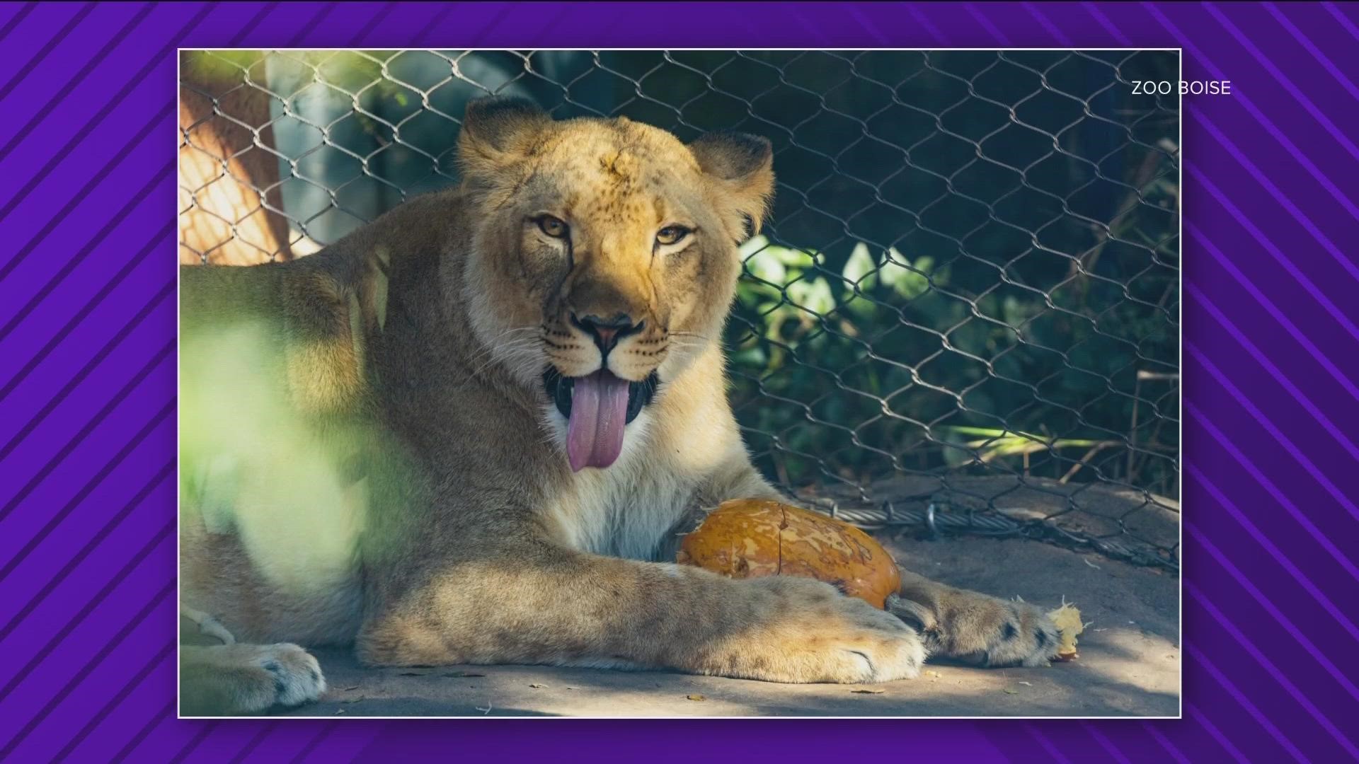 Zoo Boise just announced the upcoming arrival of a new female African lion in March, giving its lone male lion a companion after his former companion died last year.