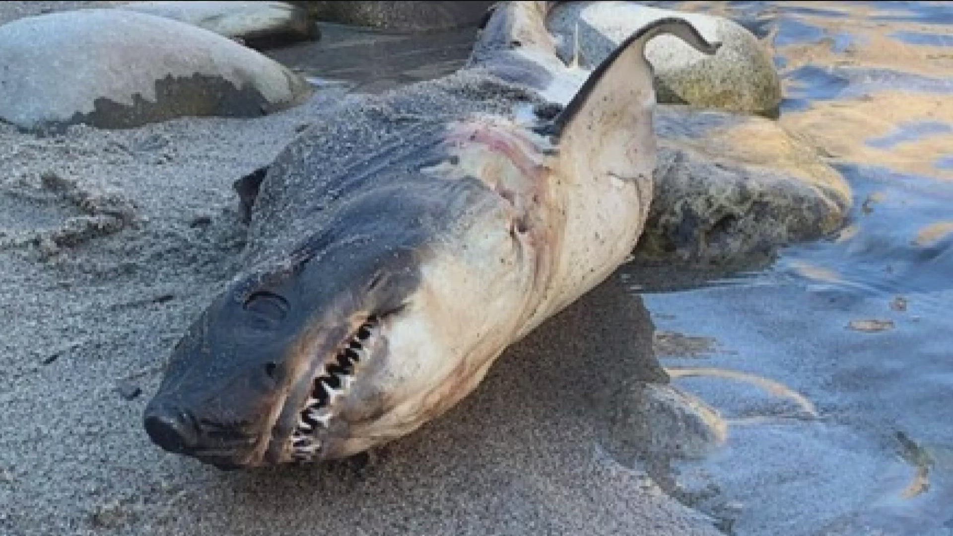 Salmon shark found in Idaho river likely a prank ktvb