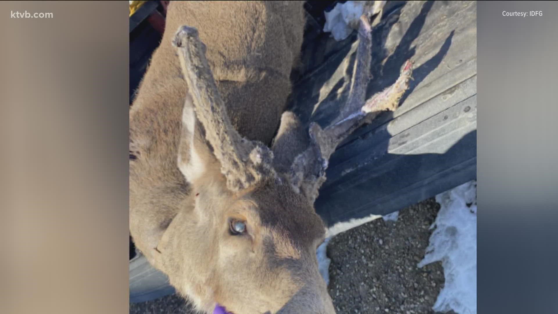 Conservation officers are asking the public for help in gathering information related to a two-point mule deer buck that was killed illegally in Boise.