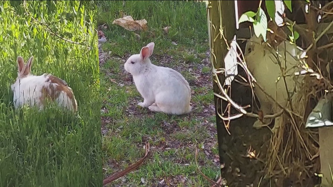 'No longer sustainable': Idaho Humane Society will stop accepting free-roaming rabbits