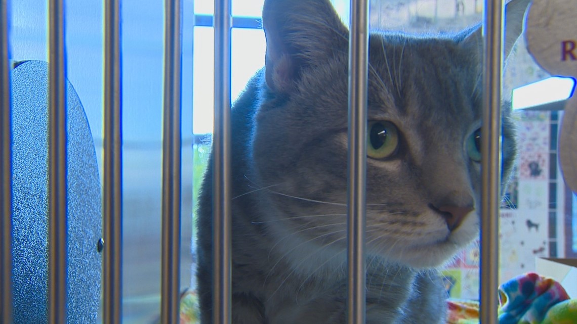 Idaho Humane Society in need of cat food, blankets