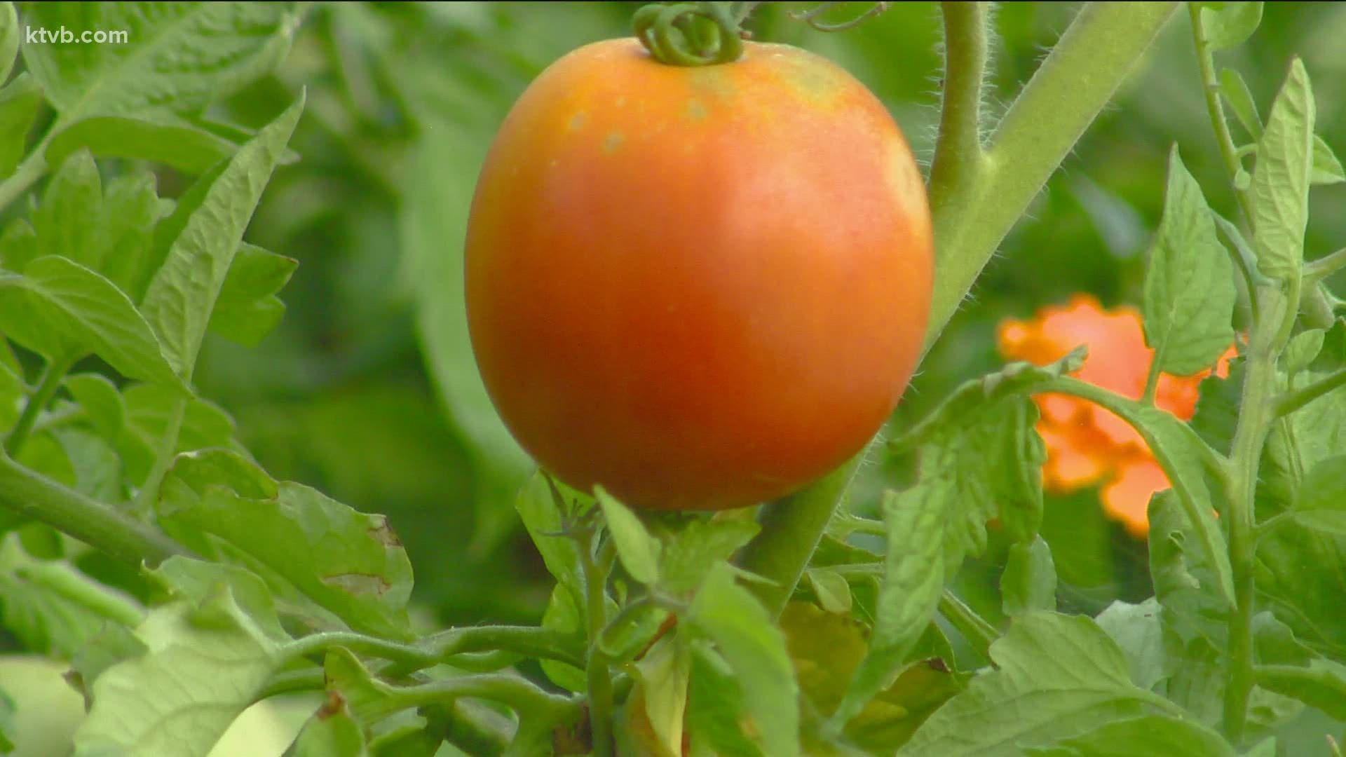 Jim Duthie shows us a few of his favorite tomatoes that you might want to plant in your garden.