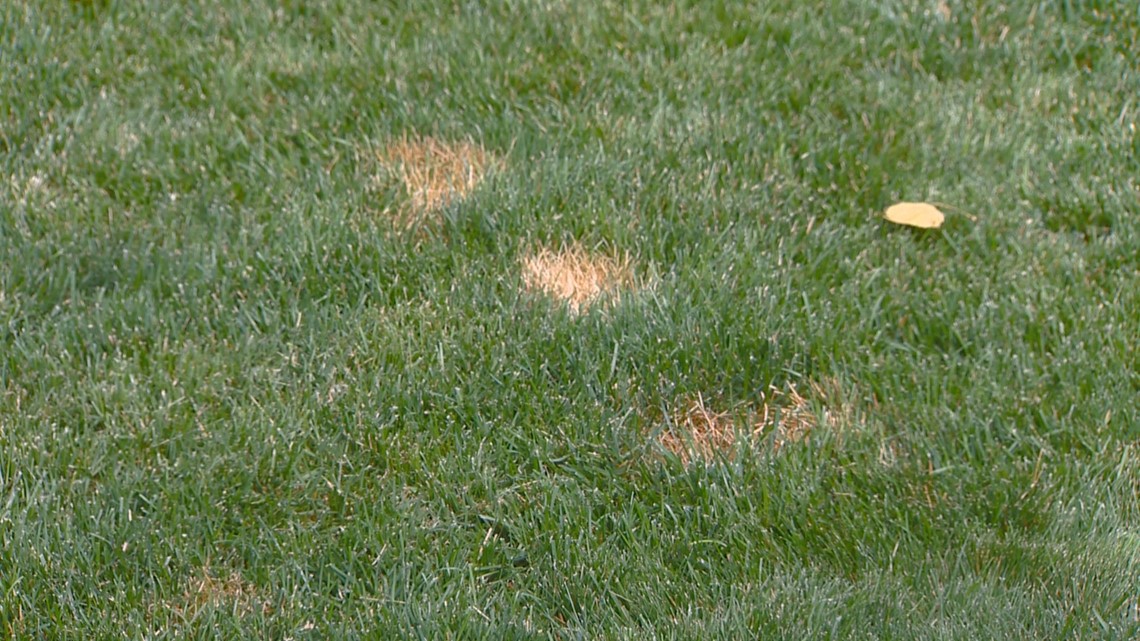 what neutralizes dog pee on grass