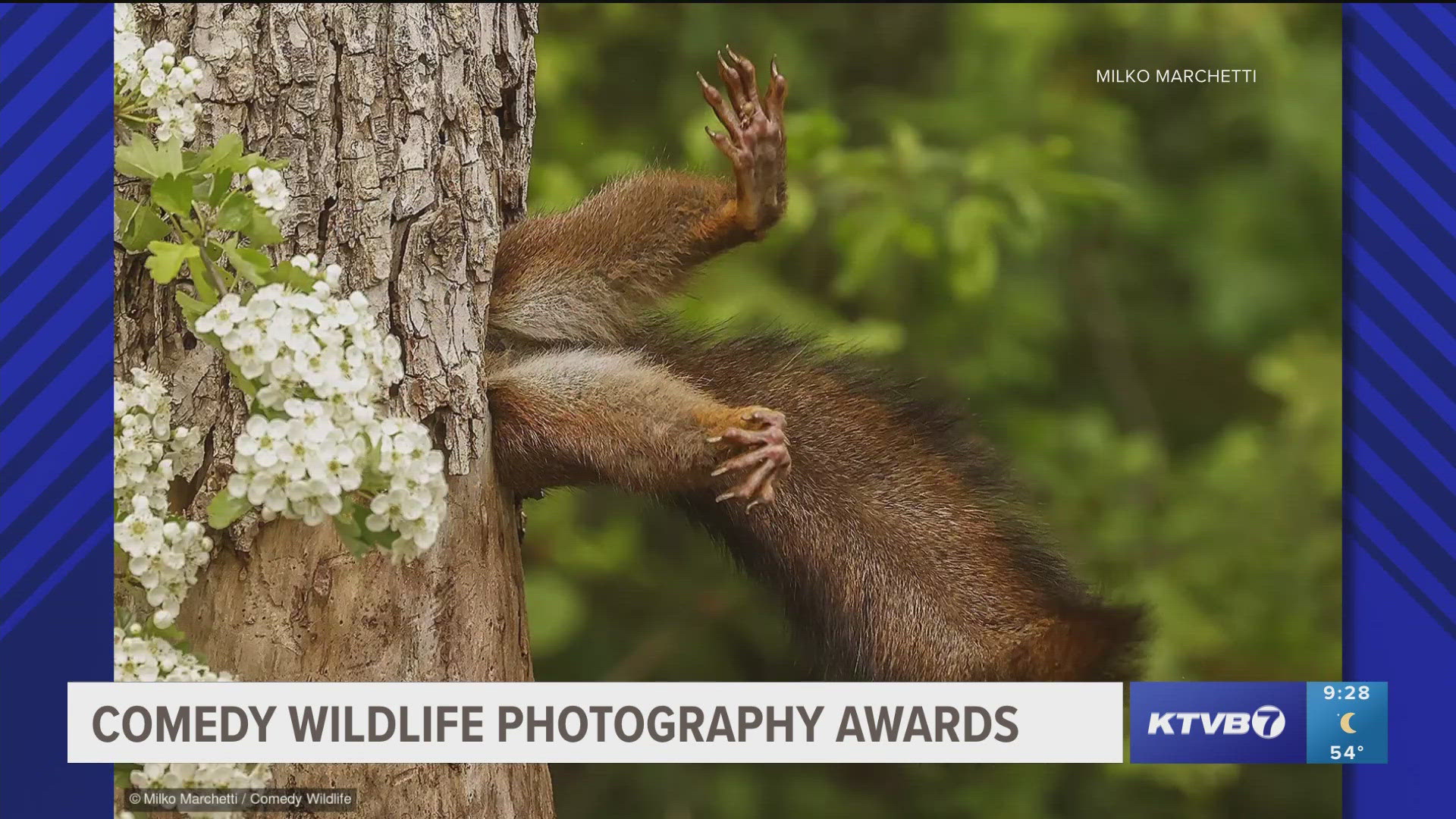 Check out the beary cute photo finalists, the winners will be announced Dec 10. People can vote in the People's Choice Awards until Oct. 31.