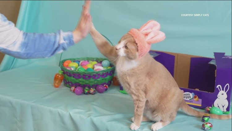 Boise cat to star in iconic Cadbury Bunny commercial