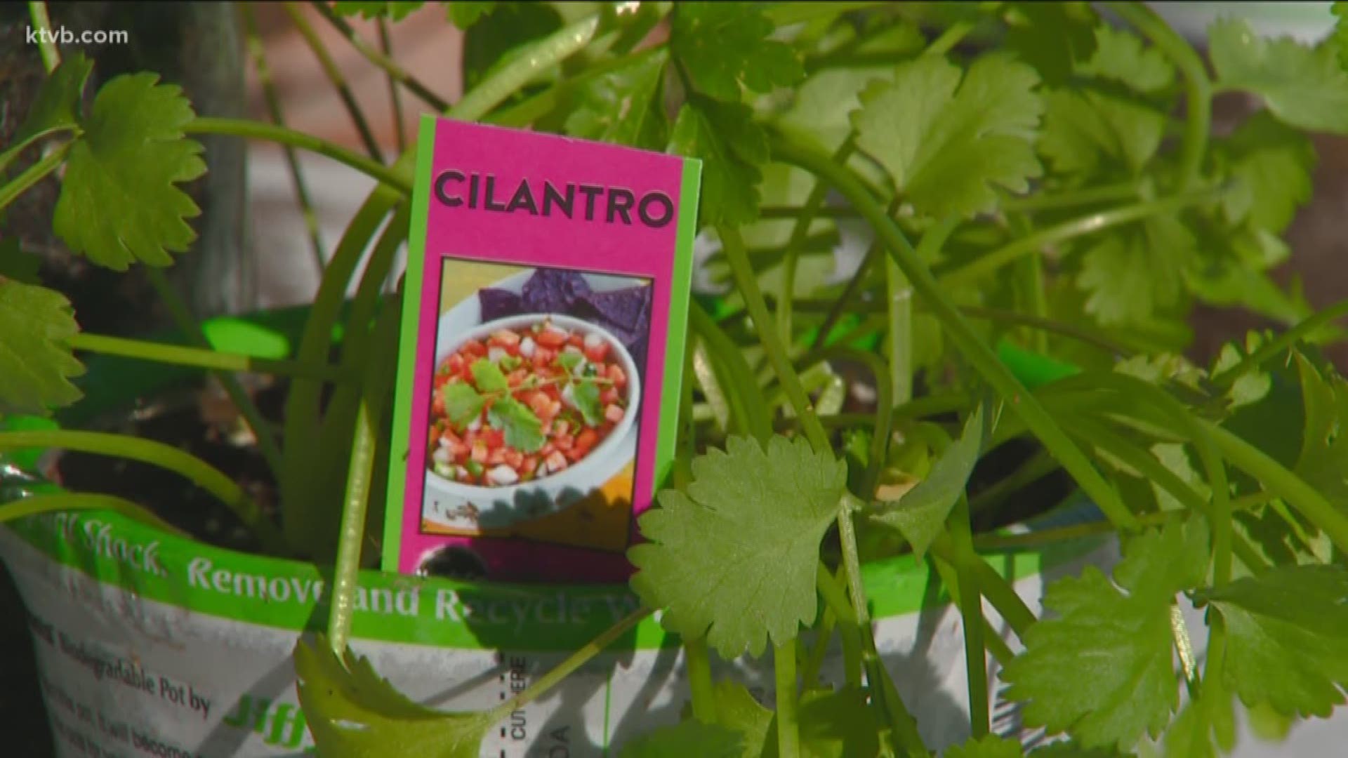 Jim Duthie shows us several other kinds of herbs that would be great to have right outside your kitchen door.