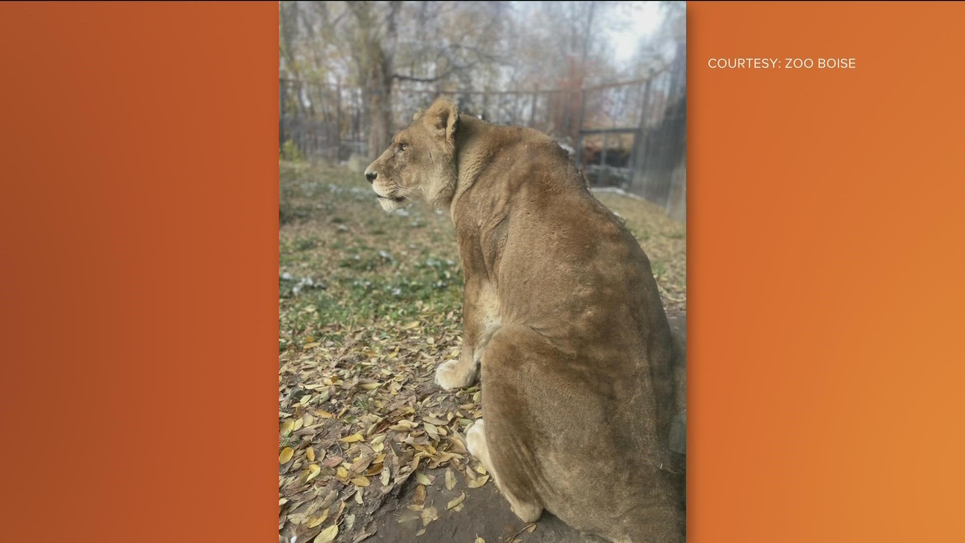 The 22-year-old female lion was euthanized after her health continued to decline.