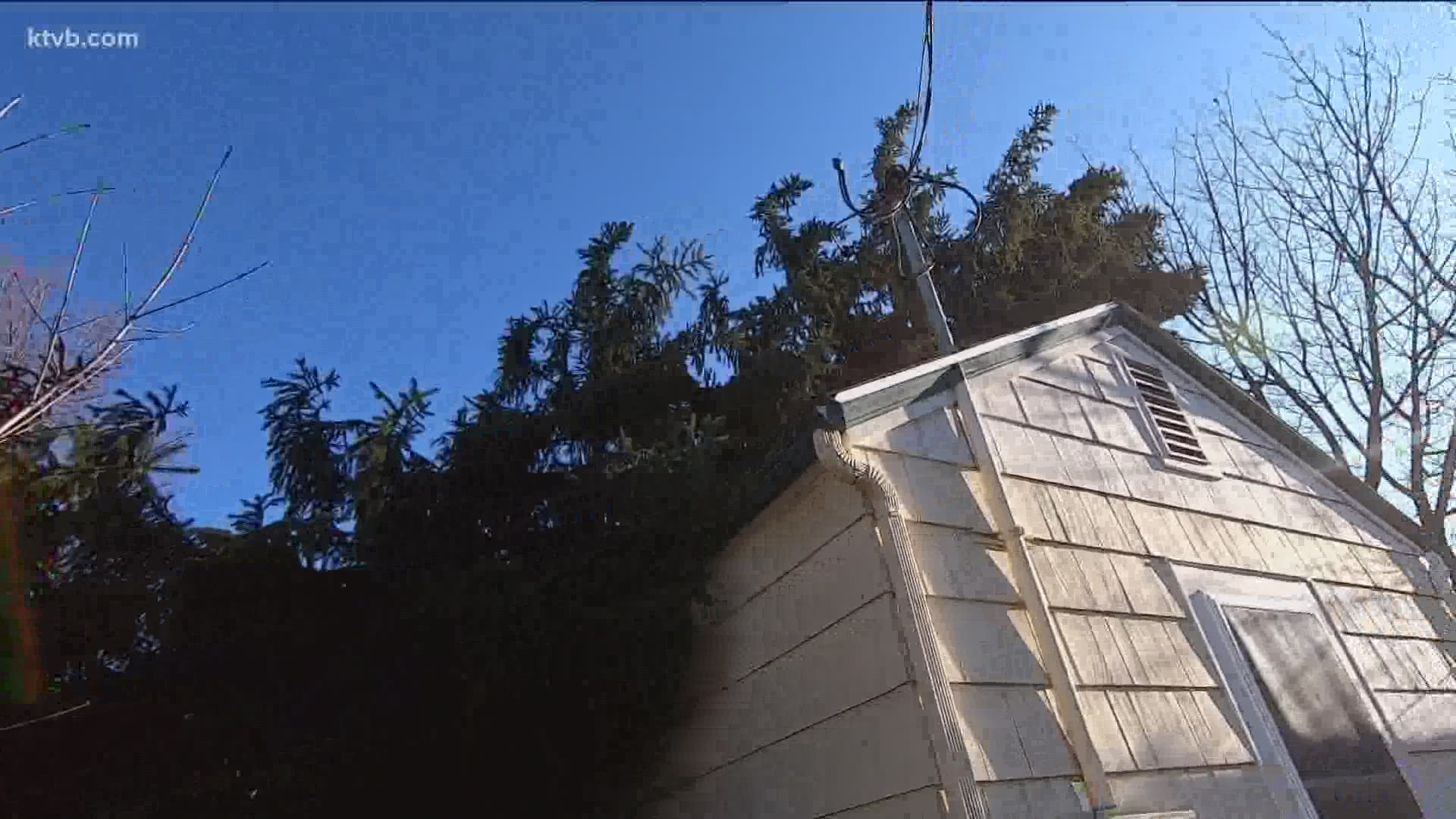 Trees were toppled by the wind, including one that fell on a Boise couple's house.