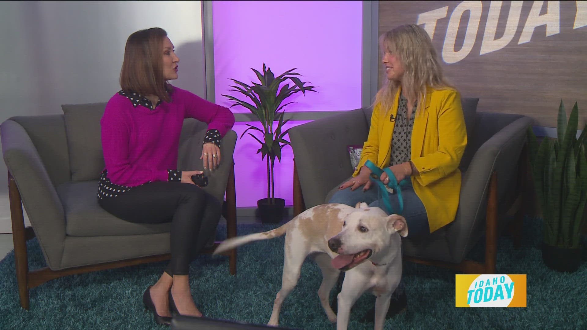 Energetic Adult Dog Gets Along With EVERYONE And Is Always Smiling