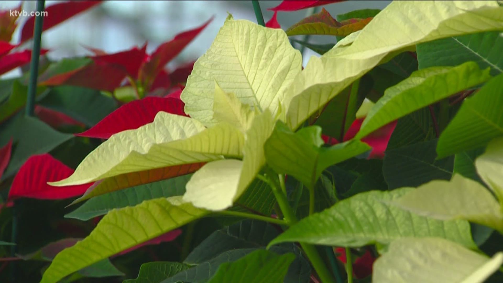 Jim Duthie tells us how these iconic plants magically transform into all of their brilliant colors, just in time for the holidays.