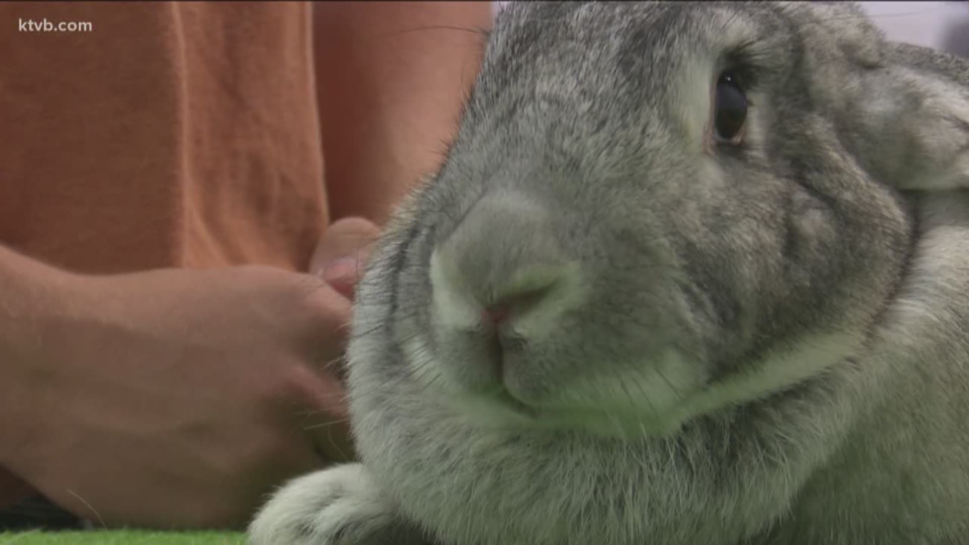KTVB caught up with one teenager who raises rabbits.