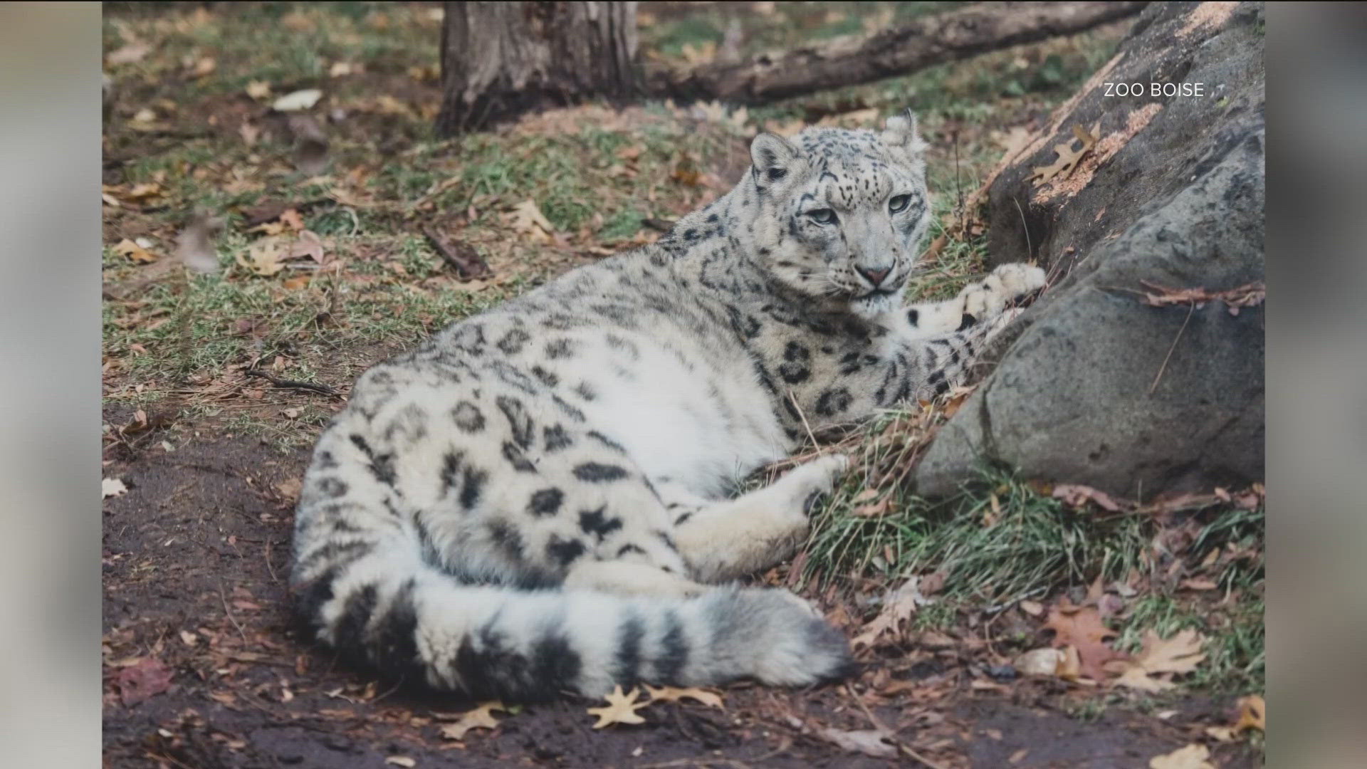 Kabita, a 15-year-old female snow leopard at Zoo Boise, was euthanized after complications from cancer.