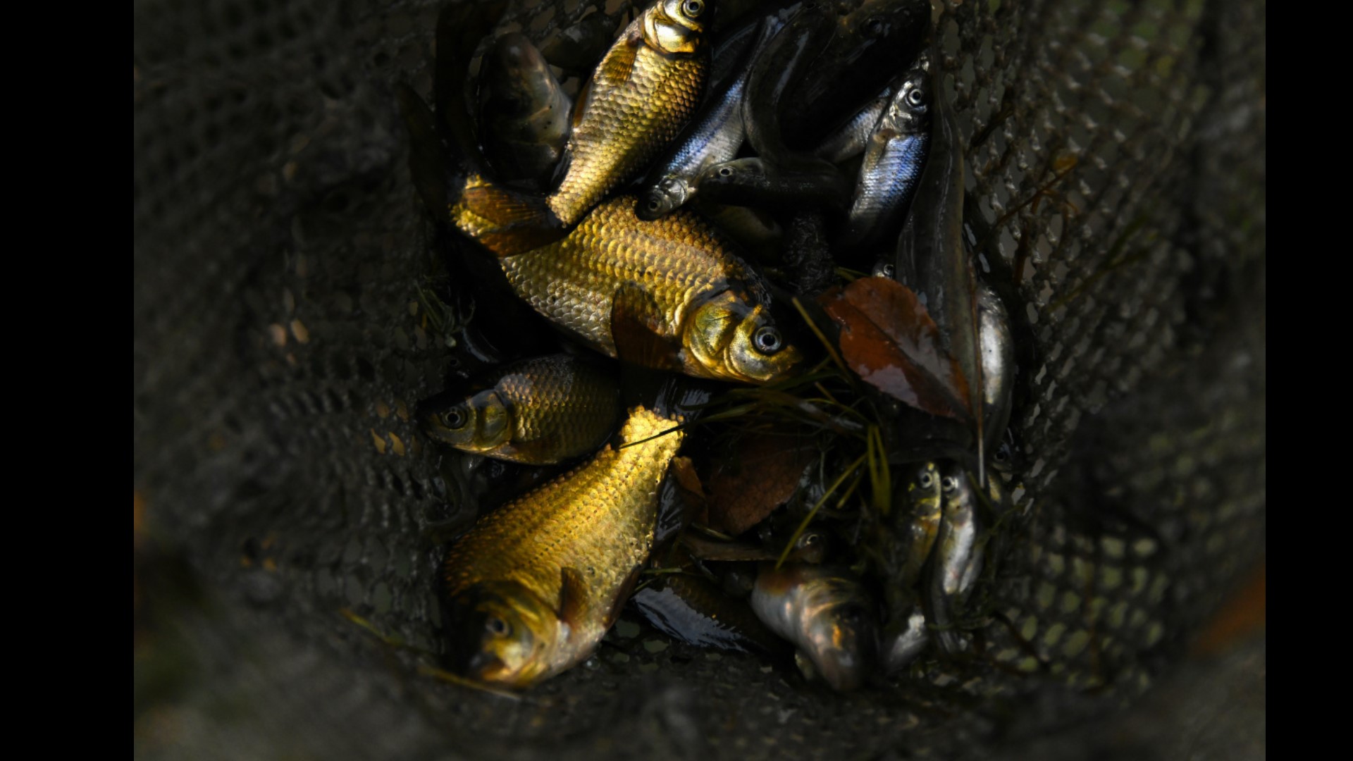 Fish and Game kills thousands of invasive goldfish in Idaho pond