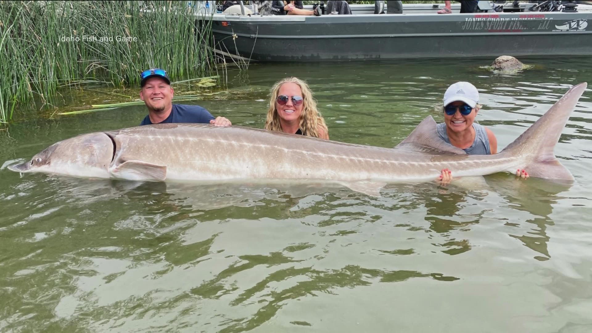 Greg and Angie Poulsen's trip from Eagle Mountain, Utah was certainly worth it after Greg hooked a 10-foot, 4-inch white sturgeon on August 5.