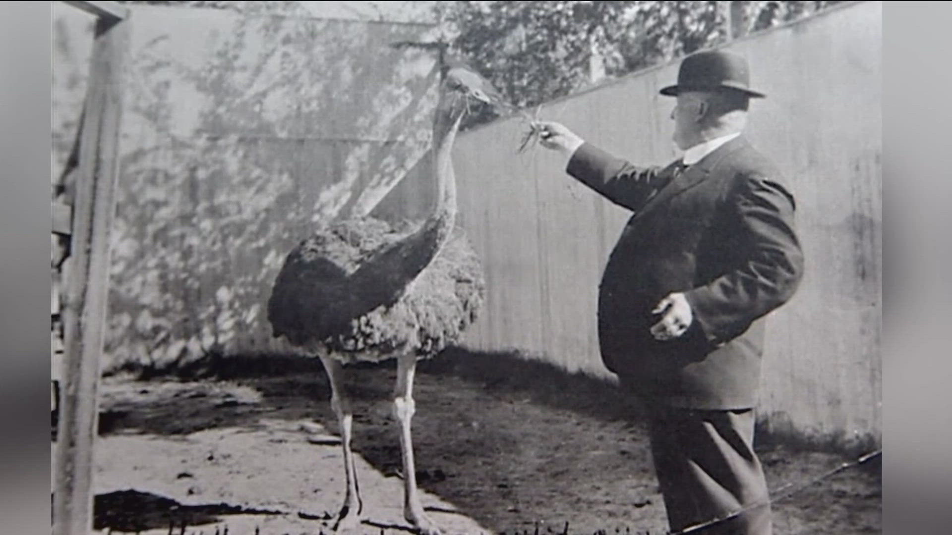 In the early 1900s, Fighting Bob was an aggressive creature. Nearly 100 years after his death, the ostrich is remembered in a children's book series.