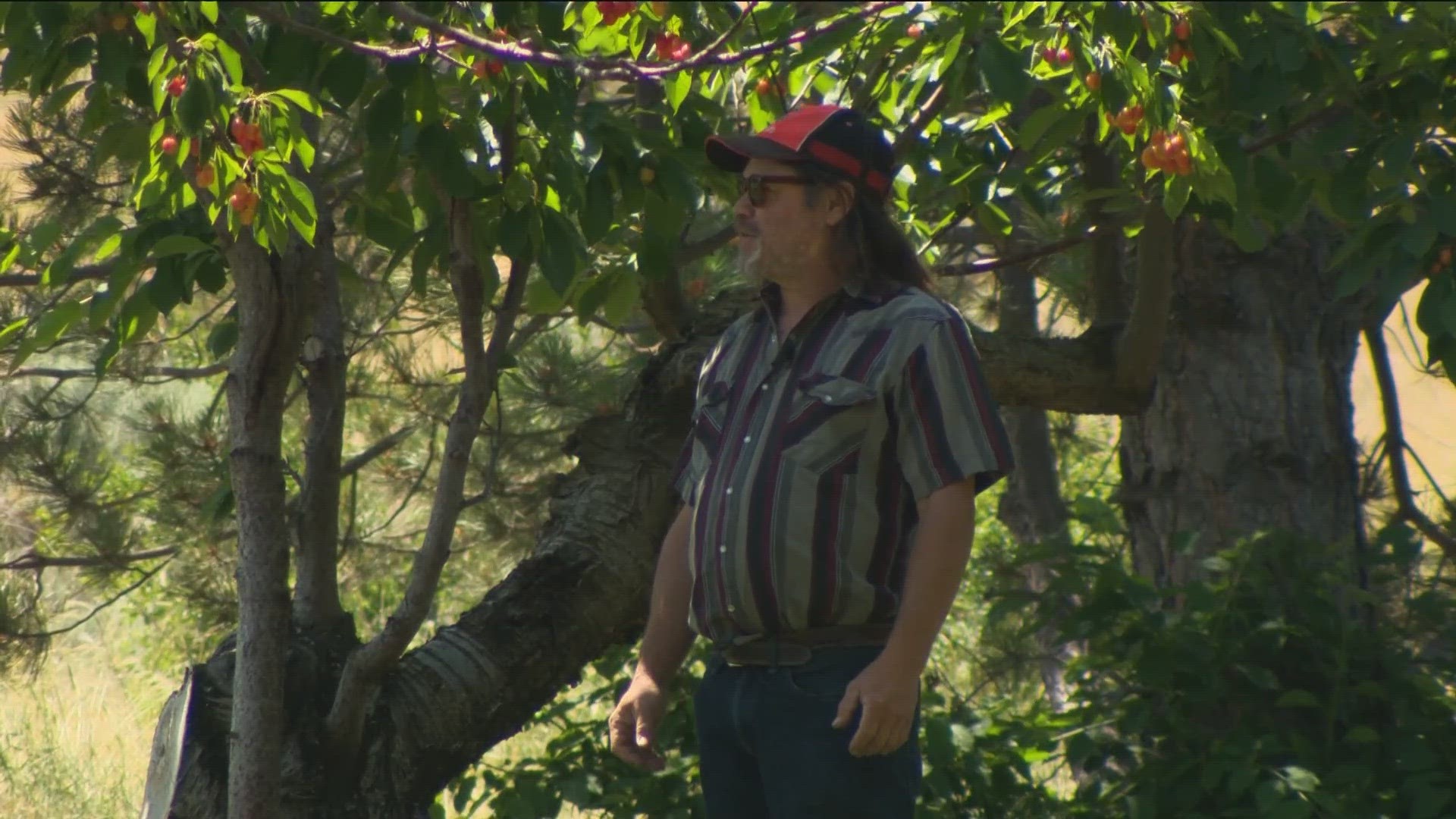 The Cherry Festival is the oldest running festival in the state, according to the Gem County Chamber of Commerce. Orchards can be in a race against the clock.