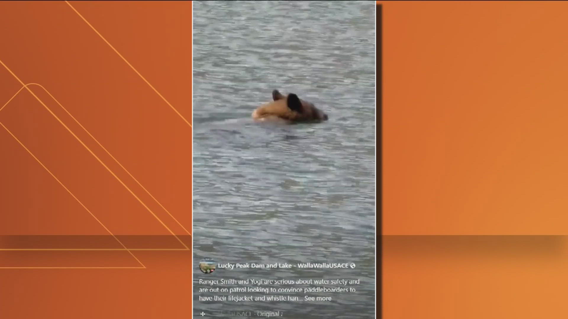 Bear makes a splash at Lucky Peak and demonstrates superior swimming skills.
