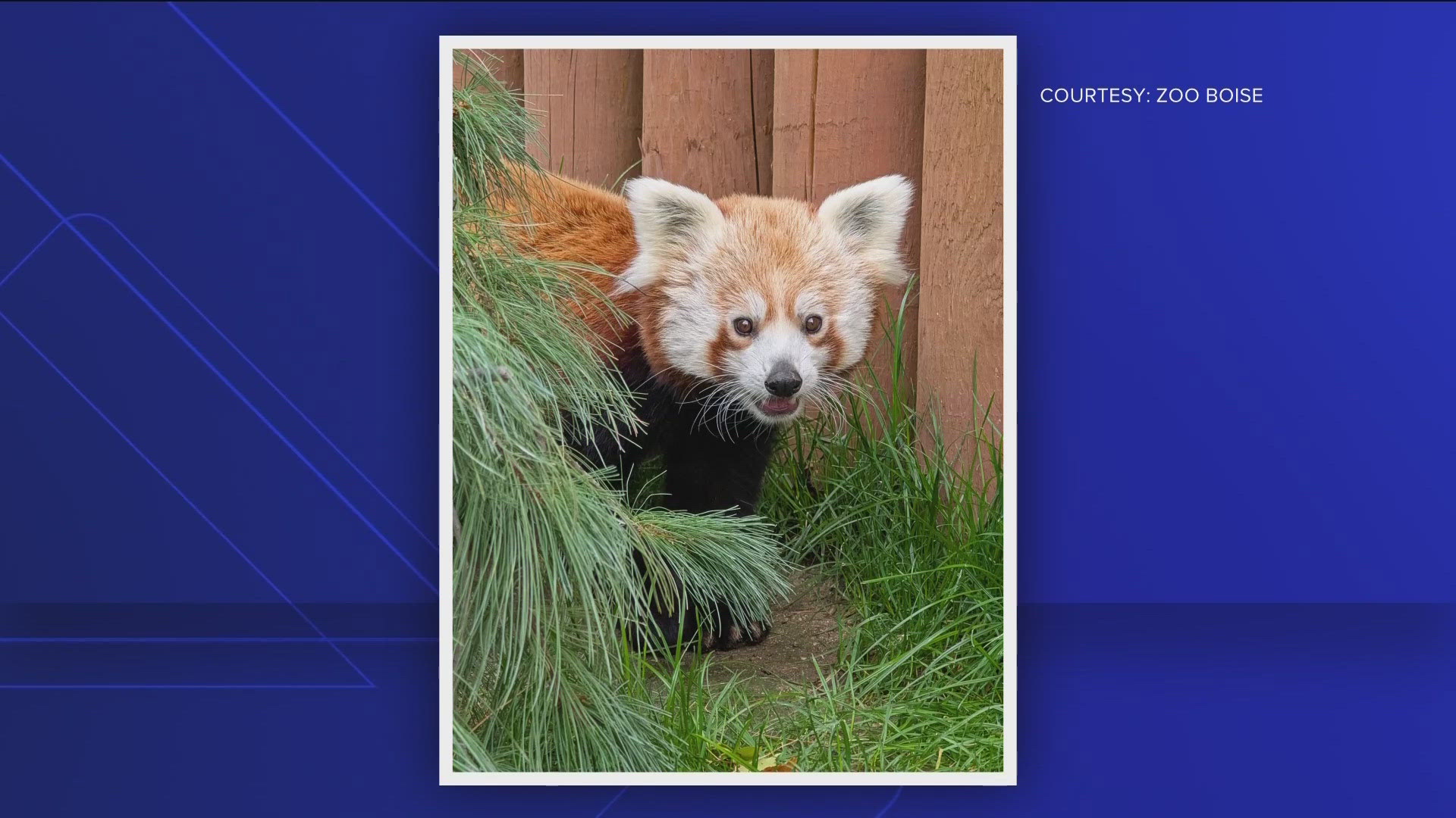 Zoo Boise announced Tuesday that a one-year-old red panda named Twix will temporarily stay onsite as he waits for his new home. 