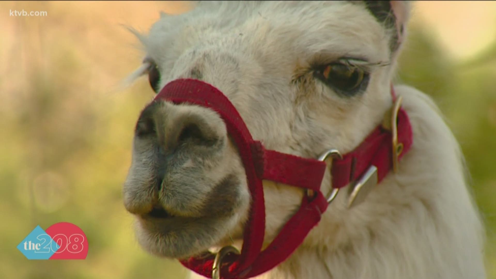 While he's pretty cute to look at, 22-year-old Dean the llama is actually helping Zoo Boise with its conservation efforts.