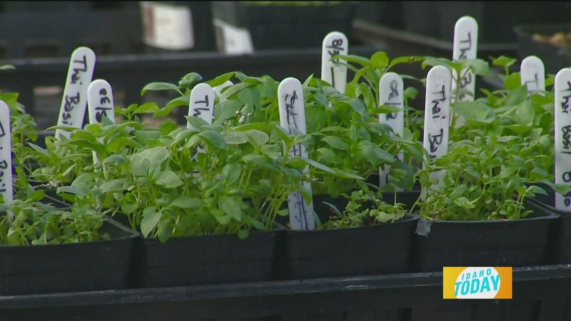 Non-Profit Boise Vertical Farm Grows Confidence - Vimarsana News