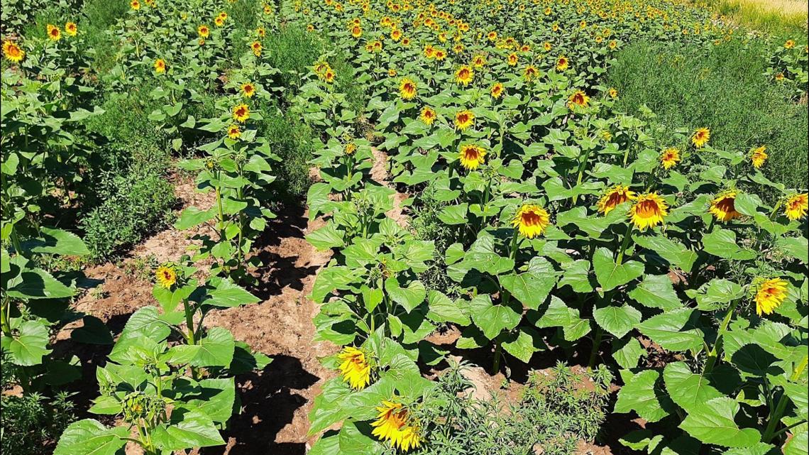 Sunflowers in September at Linder Farms in Meridian, Idaho