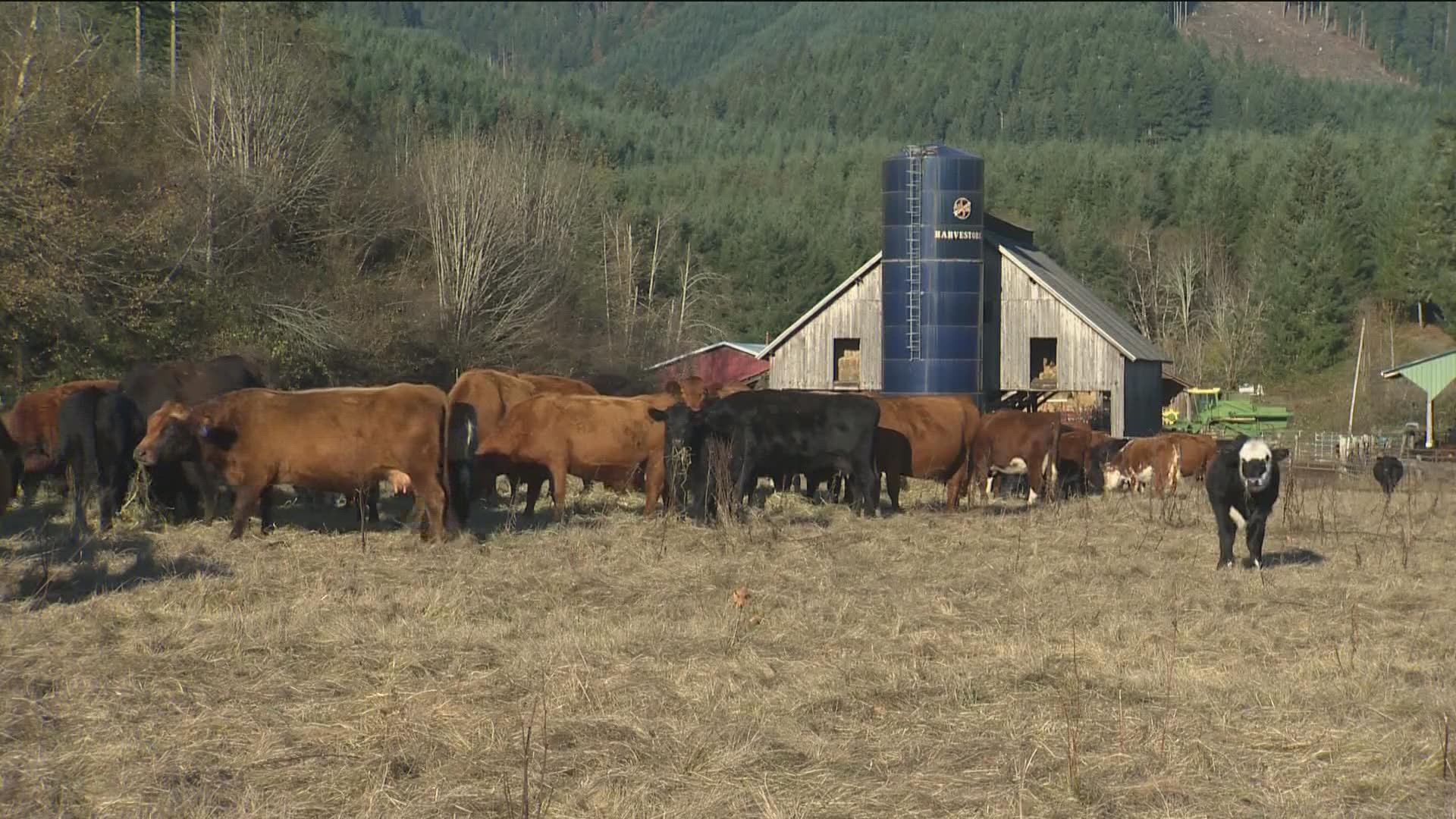Farmers using cattle to increase carbon by changing how they graze.