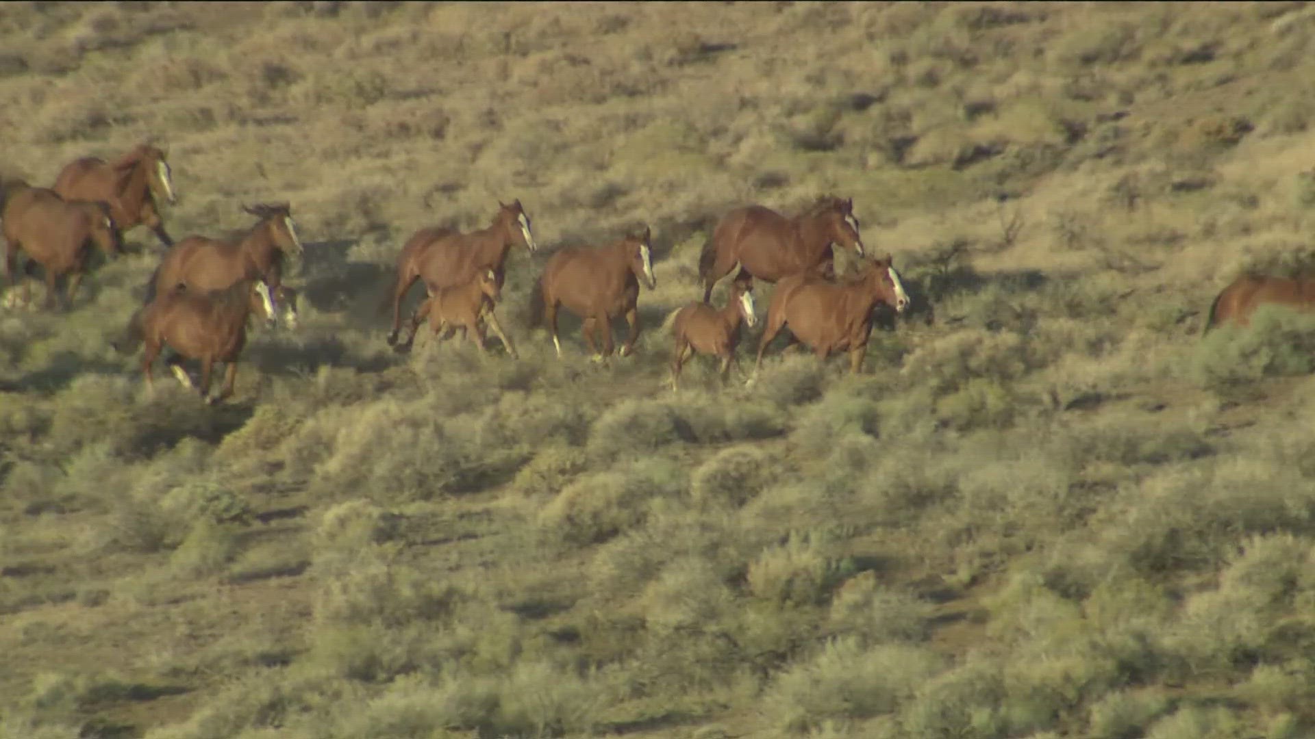 More than 100 horses, gathered by the BLM on the Owyhee Front, are up for adoption. The event is part of a program to manage healthy herd numbers.